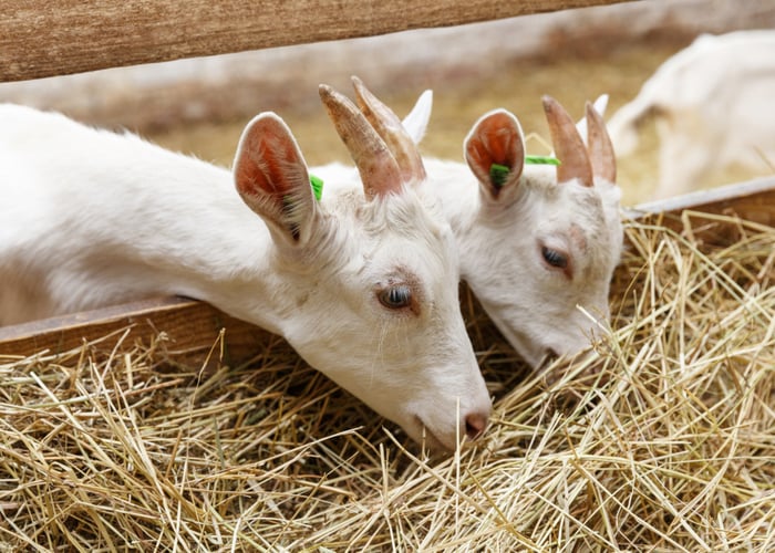 goats in the city eating hay
