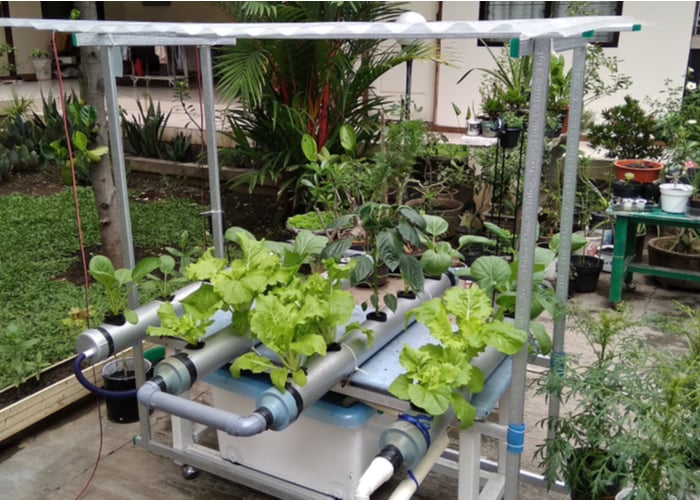 hydroponic garden