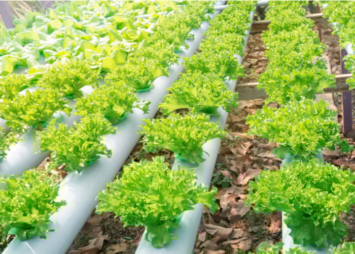hydroponic systems
