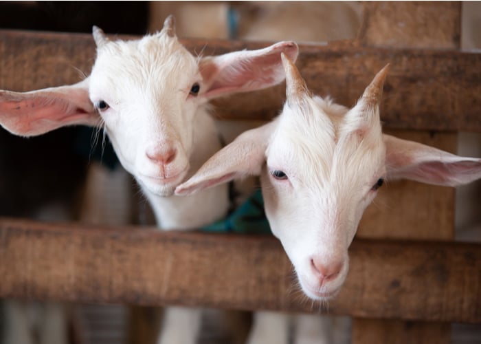 goat vaccines