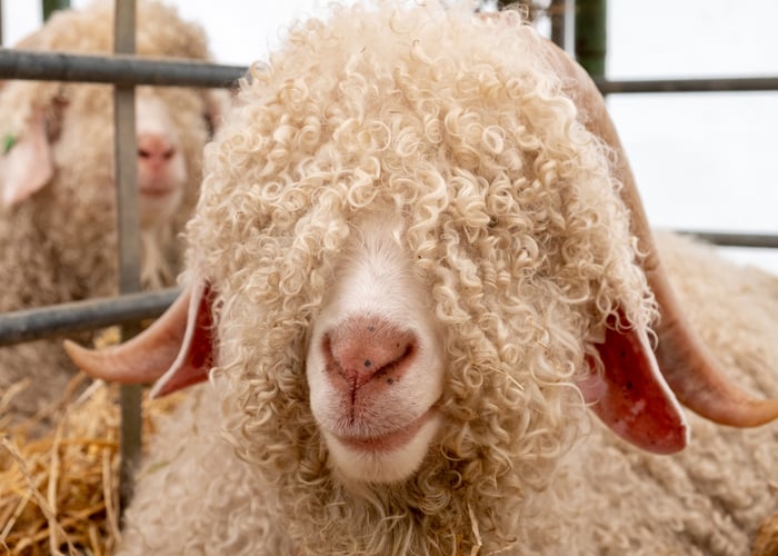 angora goat