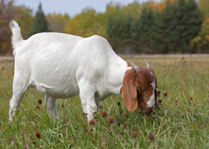 feeding alfalfa to goats
