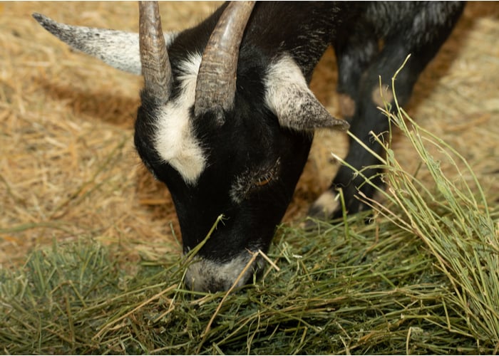 feeding alfalfa to goats