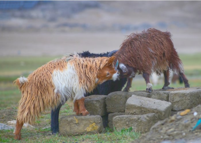 Changthangi Goat