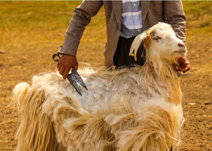 shearing fiber goats