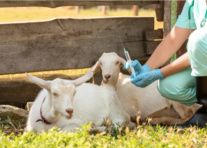 goat vaccines