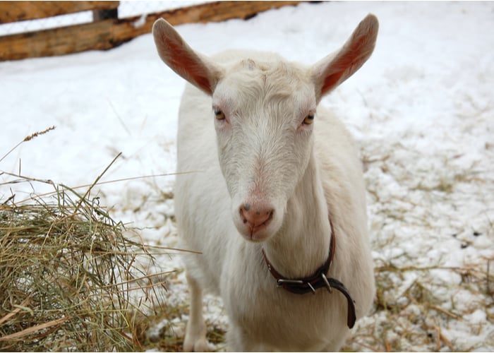 feeding alfalfa to goats