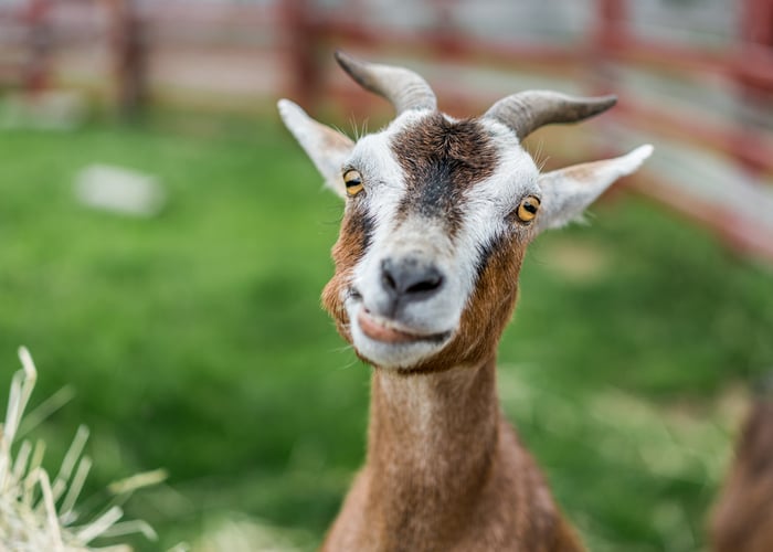 goat supplements