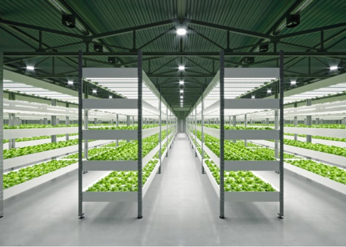 what is hydroponically grown plant
