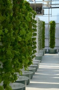 what is vertical hydroponic farming