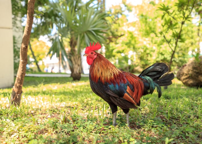 Cubalaya chicken breed's appearance