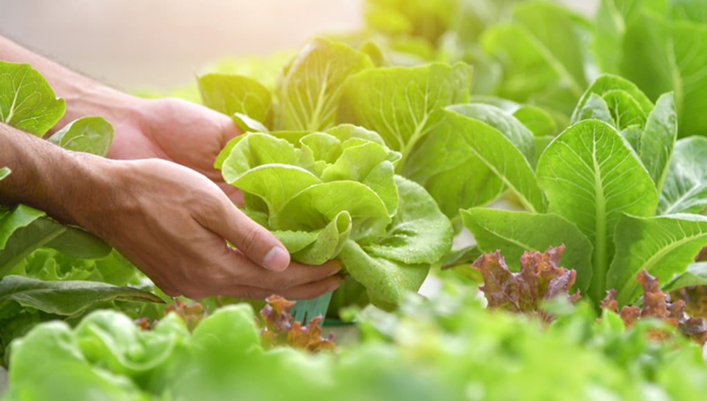 news-1-1 Tea Saponin Powder Supports Eco-Friendly Farming - News - HJHERB BIOTECH