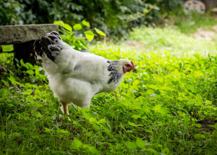 Light Brahma Chicken Meat