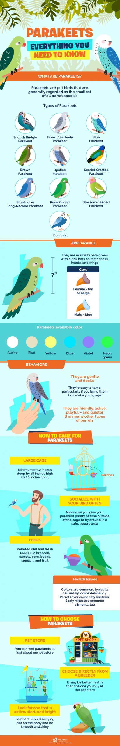 Parakeets Everything You Need to Know infographics