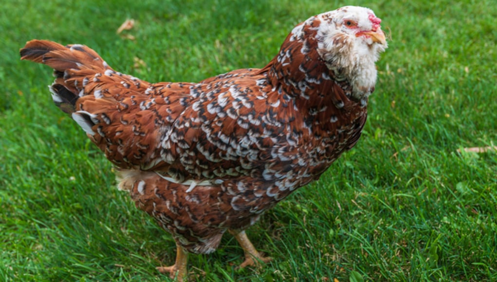 Russian Orloff Chicken Breed