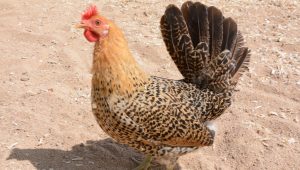 Sicilian buttercup chicken breed