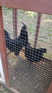 Svart Hona Chicken in cages