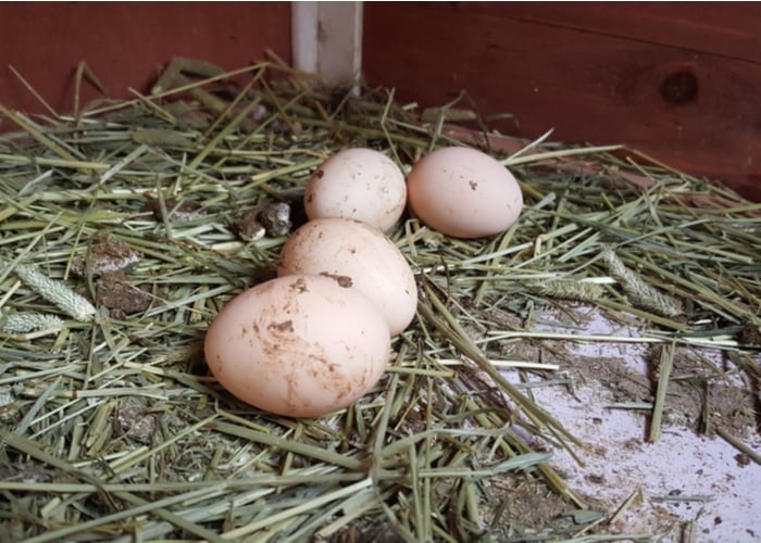 Svart Hona Chicken or swedish black hen eggs