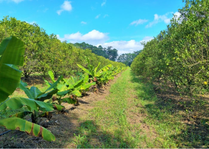 environmentally friendly agriculture: agroforestry