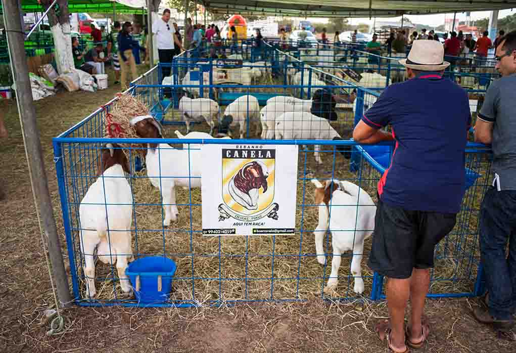 goats showing at a fair