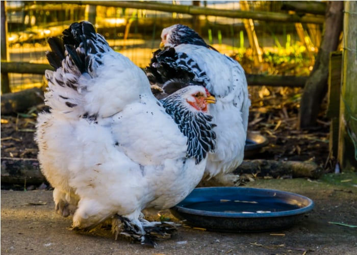 Light Brahma Chicken: Origin, Temperament, and Characteristics