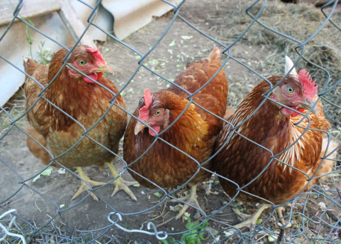 lohmann brown chickens