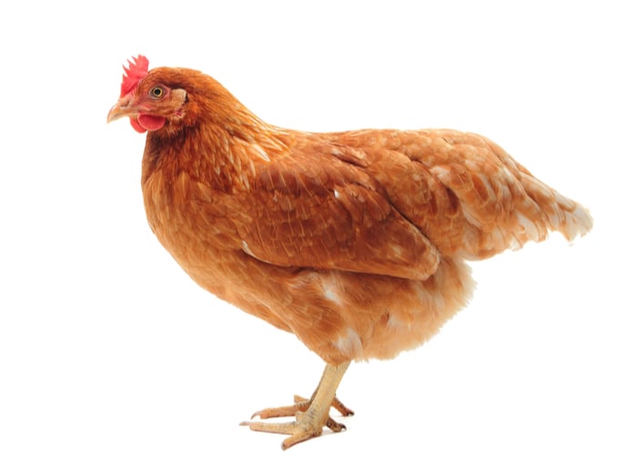 lohmann chicken breed