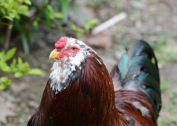 russian orloff rooster