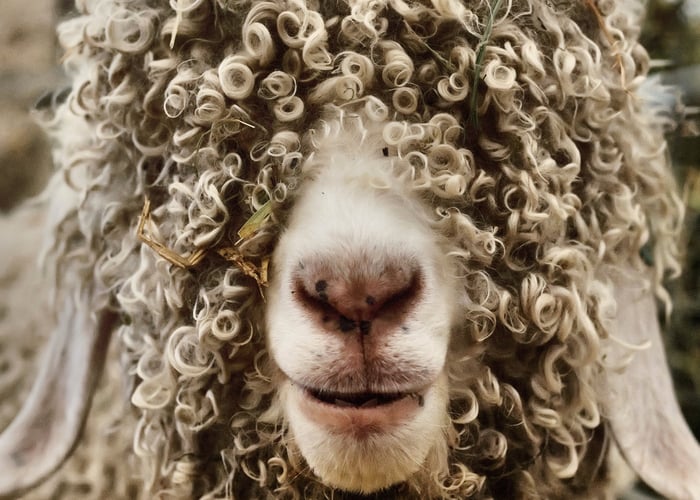 angora goats