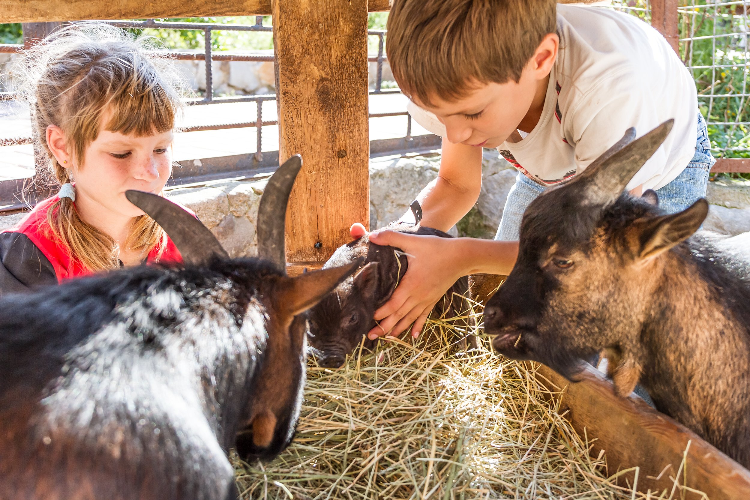 goats and children