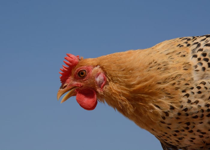 sicilian buttercup hens