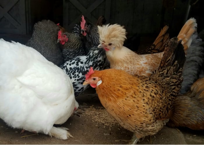 sicilian chicken breed