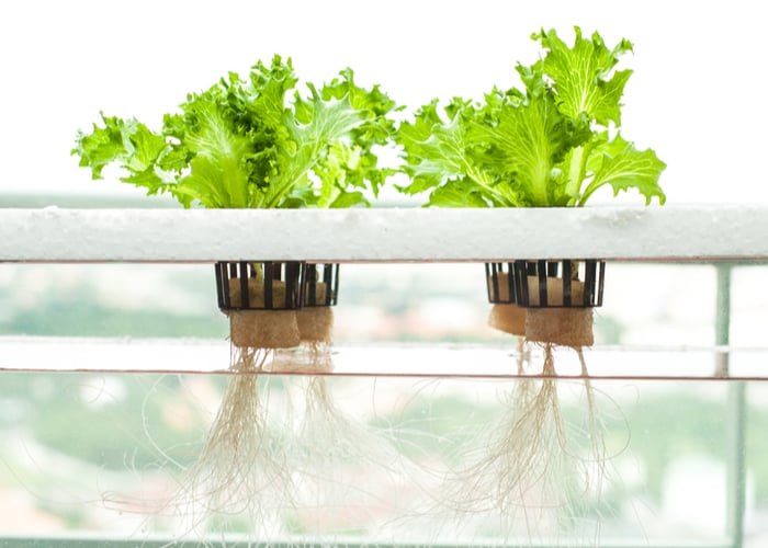 what do you need for hydroponic farming: water