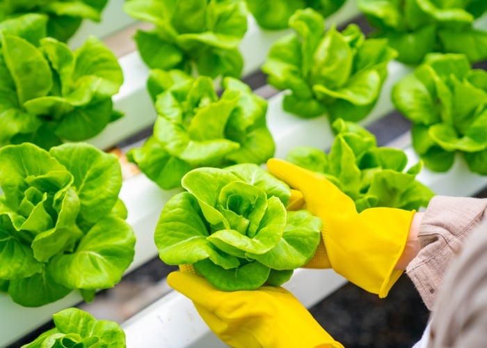 what do you need to start a hydroponic garden