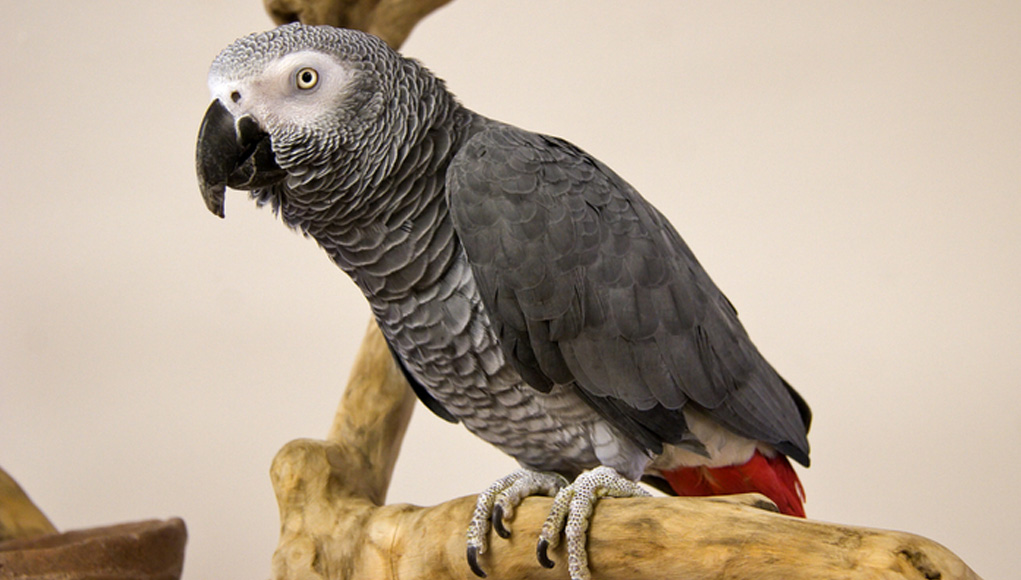 African Grey Parrot Everything You Need To Know About