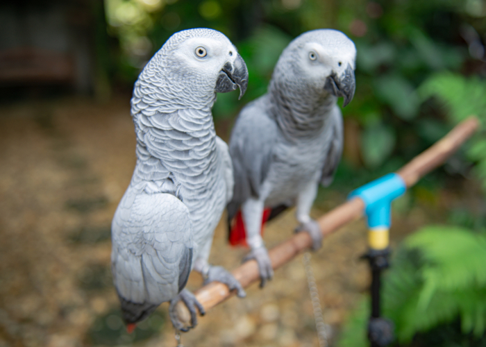 White Factor African Grey Sale Here Risolo it