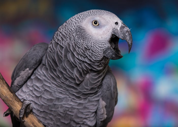 african grey bite