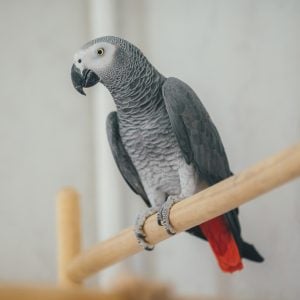 Best pet birds that talk: African grey