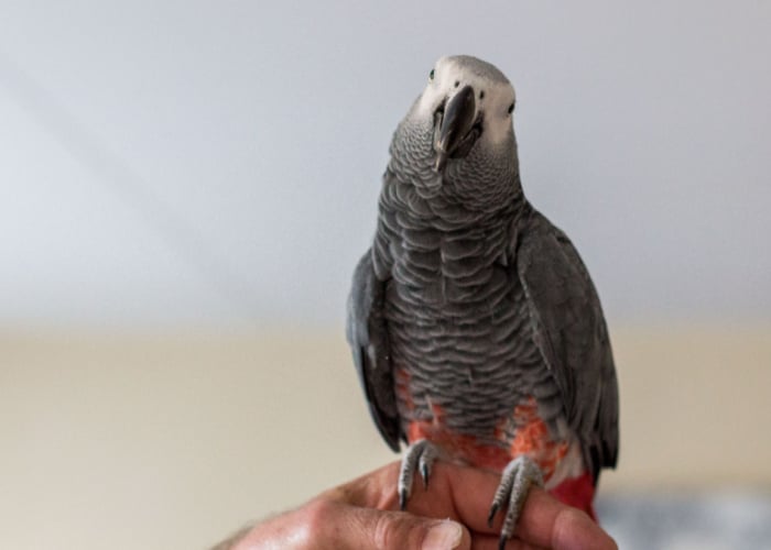 What are the naughty things your parrots do? : r/parrots