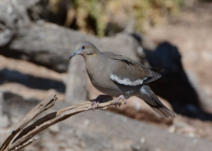 Dove's natural habitat