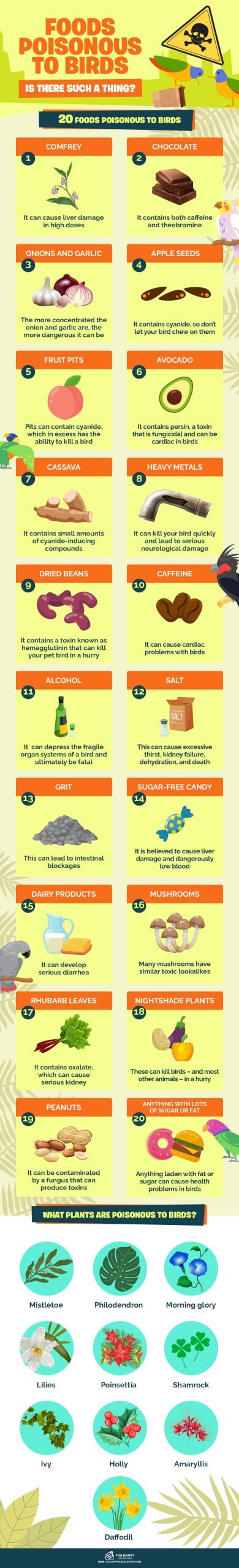 Foods Poisonous to Birds Is There Such a Thing