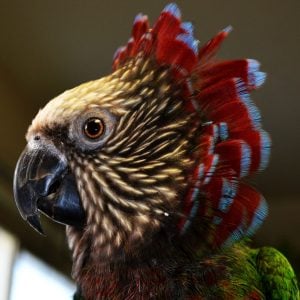 Hawk-headed Parrot