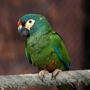 Illiger's Macaw