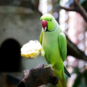 Indian Ring-necked Parakeet