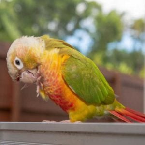 Pineapple Green Cheek Conure