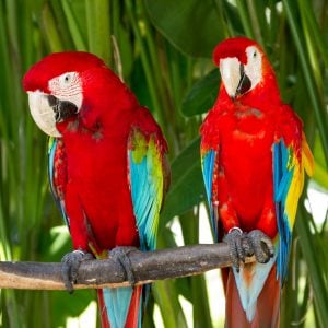 Scarlet Macaws