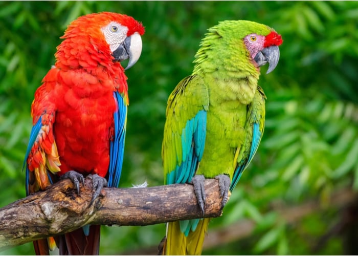 Scarlet and military macaw