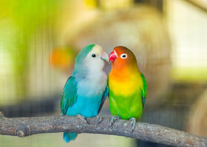 Small sales house birds