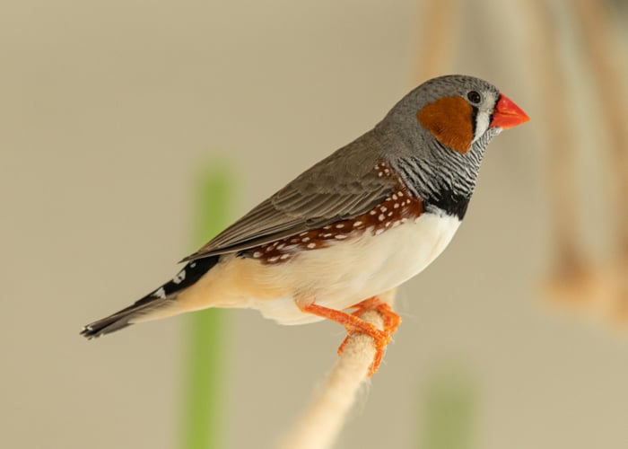 Smallest pet bird- Finch