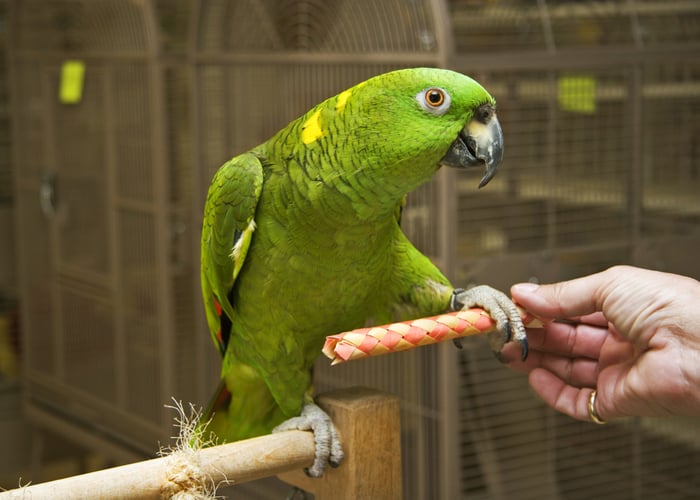 Training amazon parrot pet